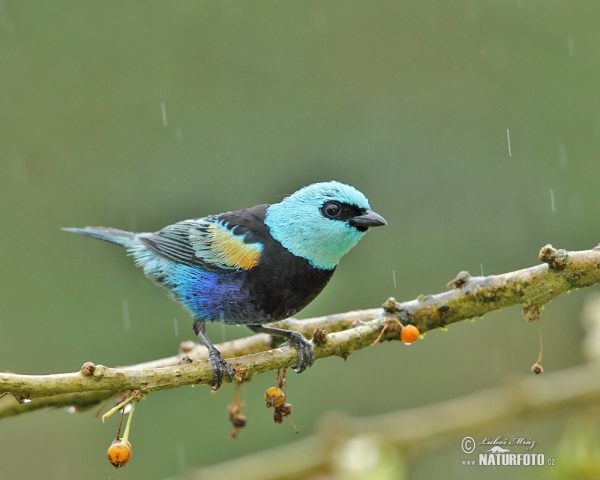 Blue-necked Tanager (Tangara cyanicollis)