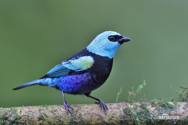 Blue-necked Tanager (Tangara cyanicollis)