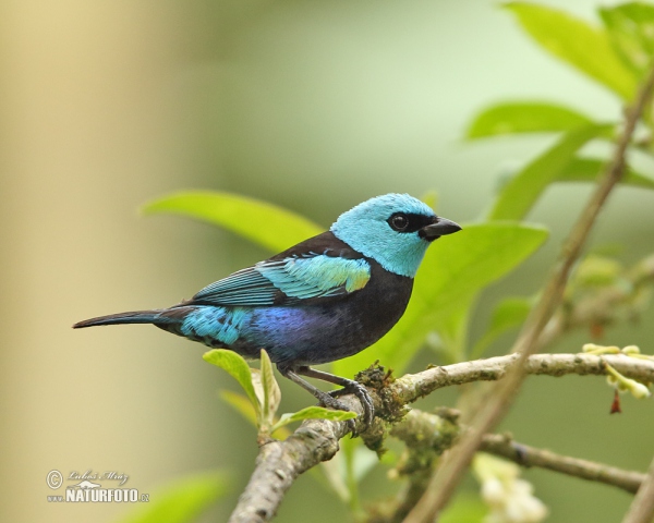 Blue-necked Tanager (Tangara cyanicollis)