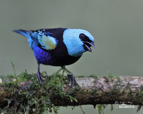 Blue-necked Tanager (Tangara cyanicollis)