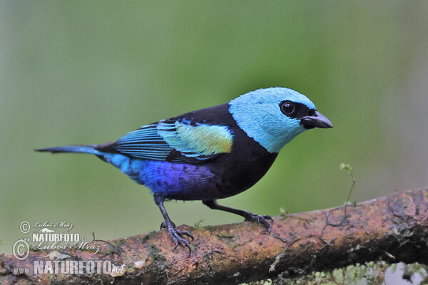 Blue-necked Tanager (Tangara cyanicollis)