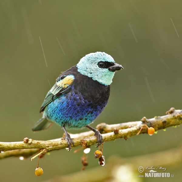 Blue-necked Tanager (Tangara cyanicollis)