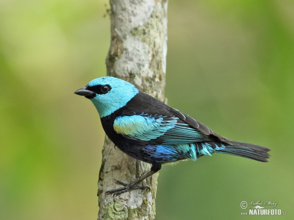 Blue-necked Tanager (Tangara cyanicollis)