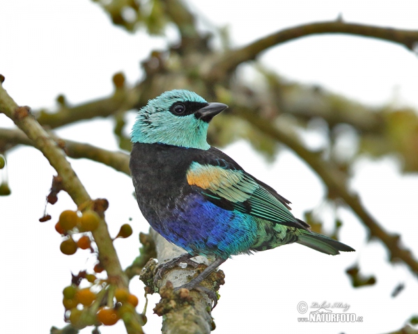 Blue-necked Tanager (Tangara cyanicollis)