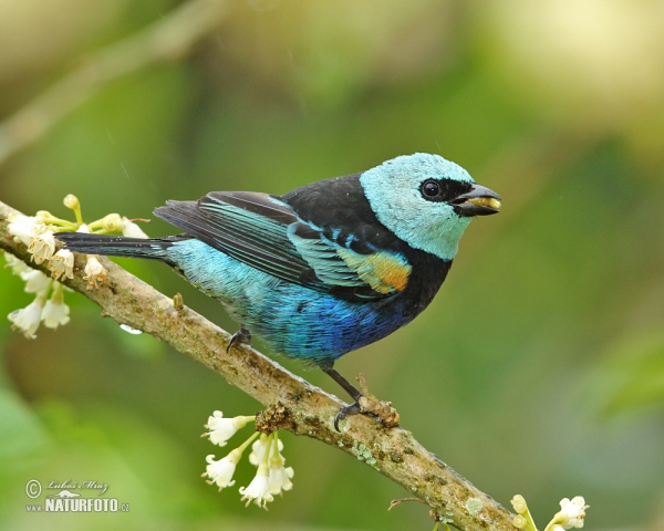 Blue-necked Tanager (Tangara cyanicollis)