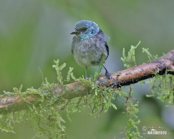 Blue-necked Tanager (Tangara cyanicollis)