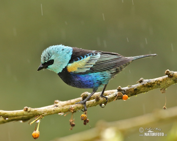 Blue-necked Tanager (Tangara cyanicollis)