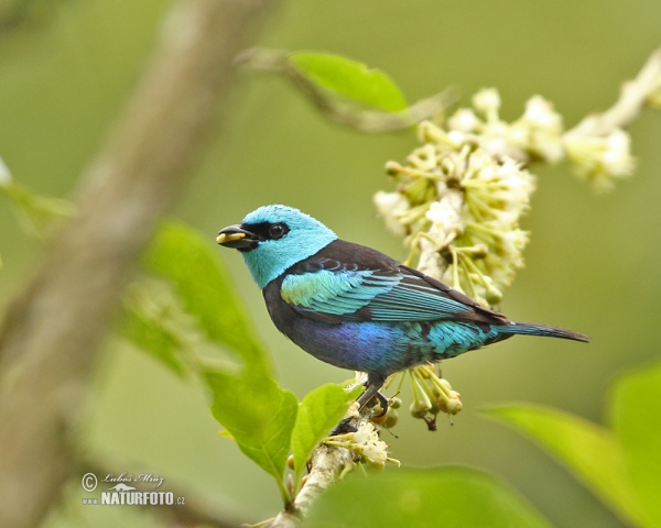 Blue-necked Tanager (Tangara cyanicollis)