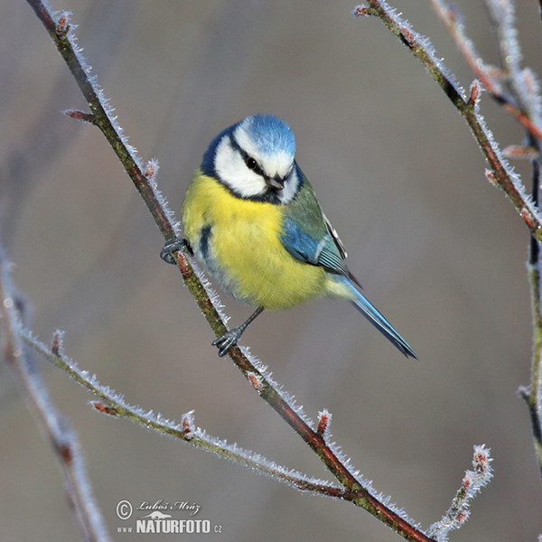 Blue Tit (Cyanistes caeruleus)