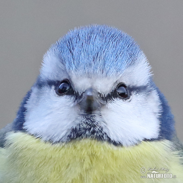 Blue Tit (Cyanistes caeruleus)