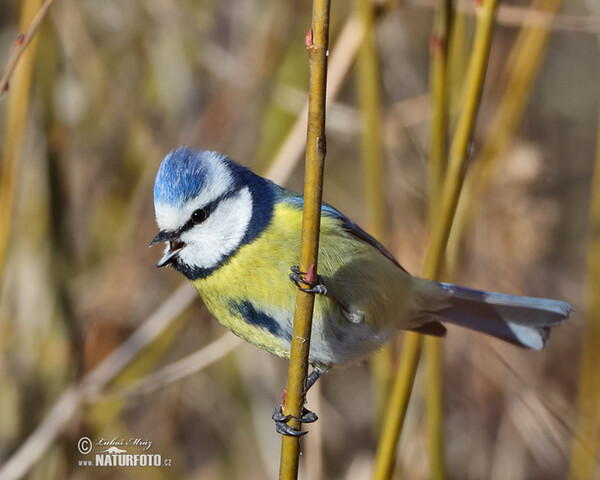 Blue Tit (Cyanistes caeruleus)