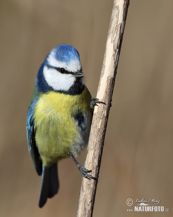 Blue Tit (Cyanistes caeruleus)