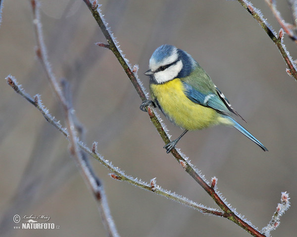 Blue Tit (Cyanistes caeruleus)