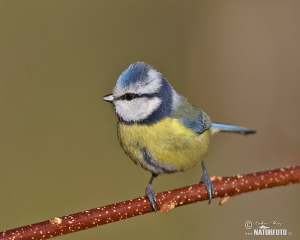 Blue Tit (Cyanistes caeruleus)