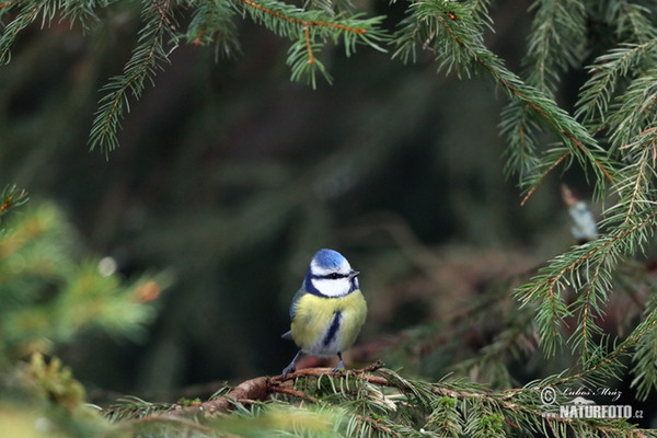 Blue Tit (Cyanistes caeruleus)