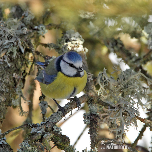 Blue Tit (Cyanistes caeruleus)