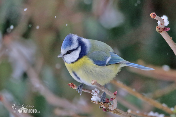 Blue Tit (Cyanistes caeruleus)