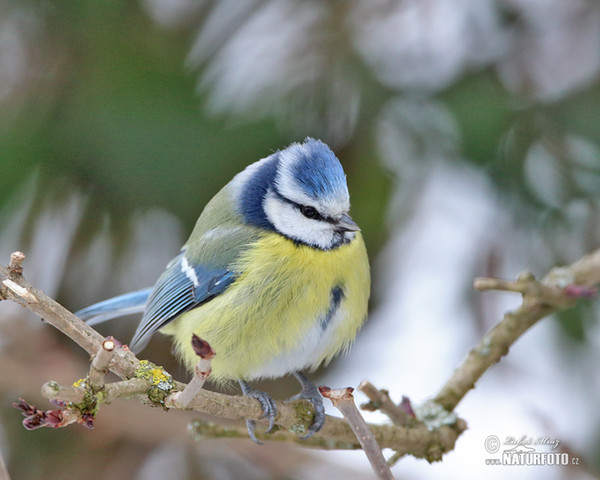 Blue Tit (Cyanistes caeruleus)