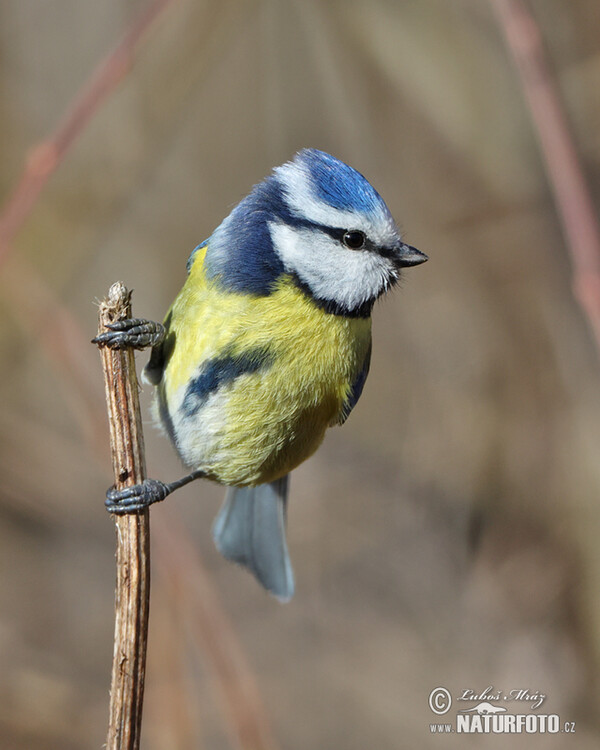 Blue Tit (Cyanistes caeruleus)