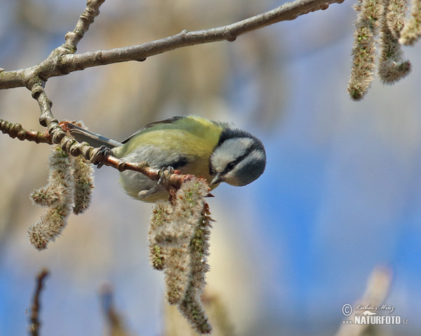 Blue Tit (Cyanistes caeruleus)