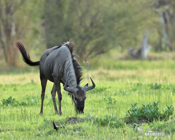 Blue Wildebeest (Connochaetes taurinus)