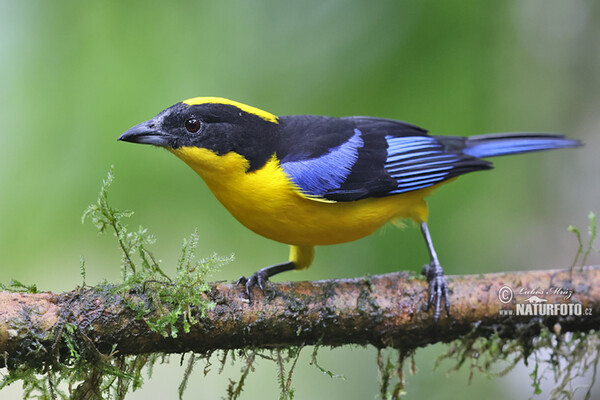 Blue-winged mountain tanager (Anisognathus somptuosus)