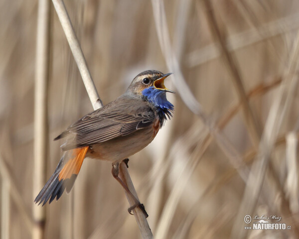 Bluethroat (Luscinia svecica)