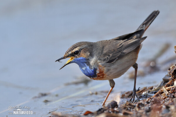 Bluethroat (Luscinia svecica)