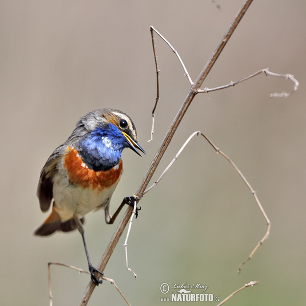 Bluethroat (Luscinia svecica)