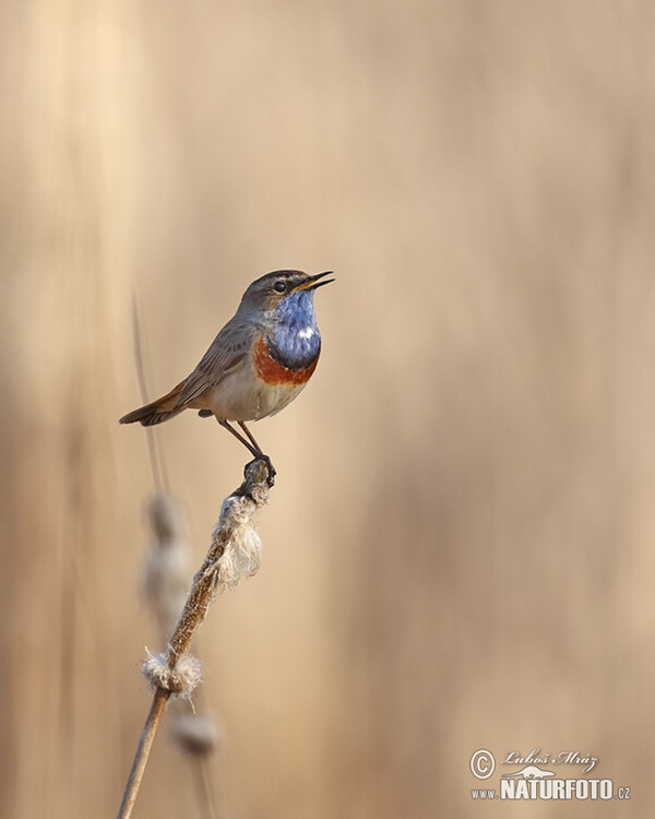 Bluethroat (Luscinia svecica)