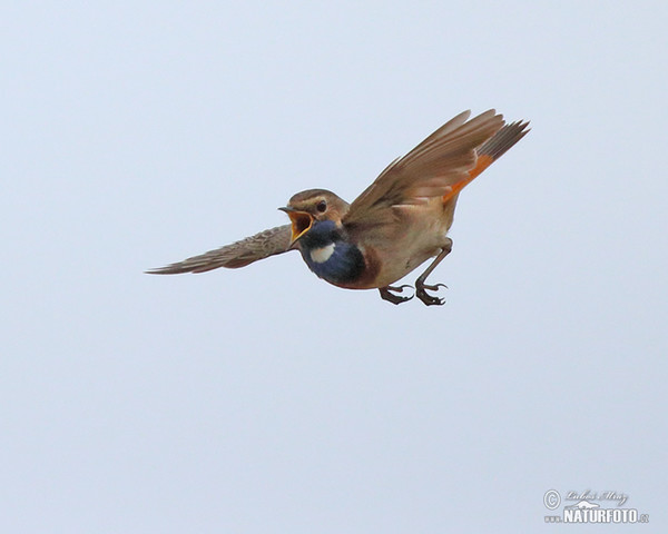 Bluethroat (Luscinia svecica)