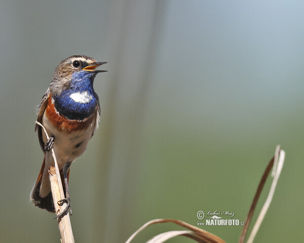 Bluethroat (Luscinia svecica)