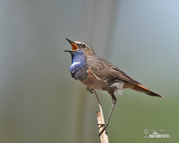 Bluethroat (Luscinia svecica)