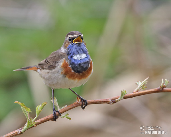 Bluethroat (Luscinia svecica)