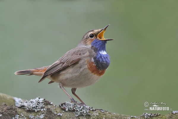 Bluethroat (Luscinia svecica)