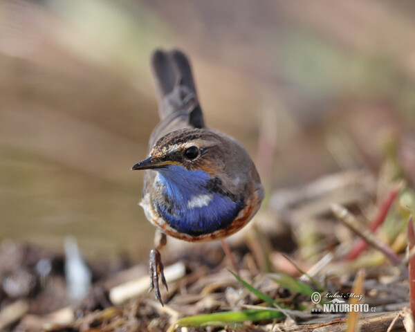 Bluethroat (Luscinia svecica)