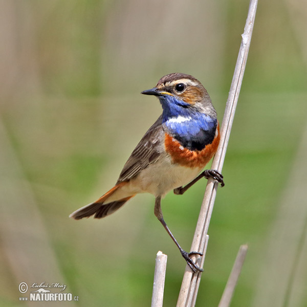 Bluethroat (Luscinia svecica)