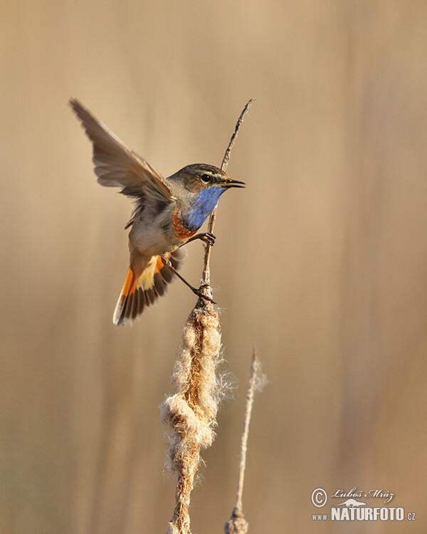 Bluethroat (Luscinia svecica)