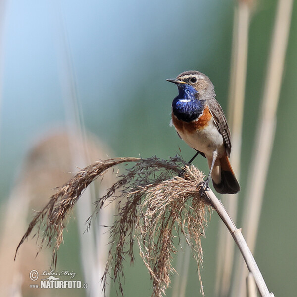 Bluethroat (Luscinia svecica)