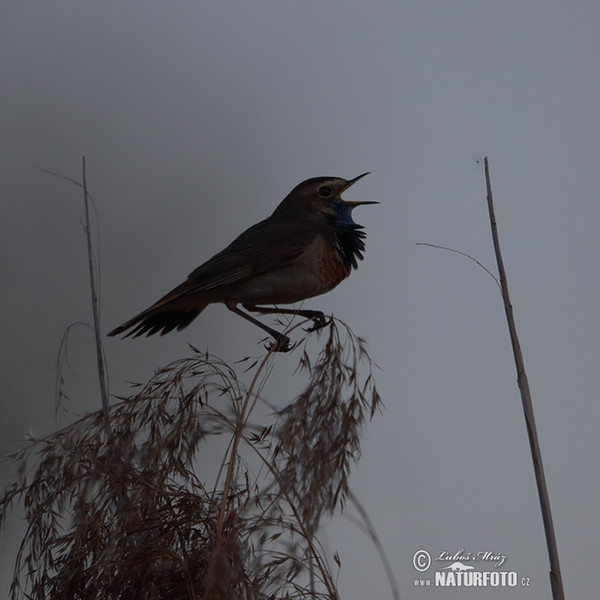 Bluethroat (Luscinia svecica)