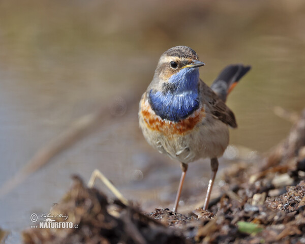 Bluethroat (Luscinia svecica)