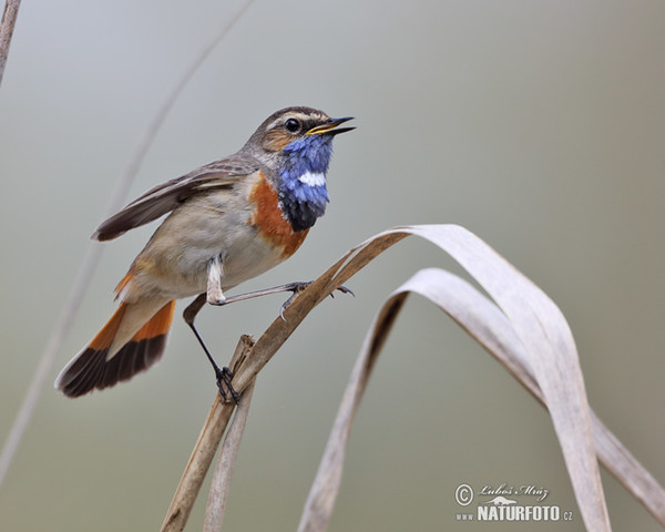 Bluethroat (Luscinia svecica)