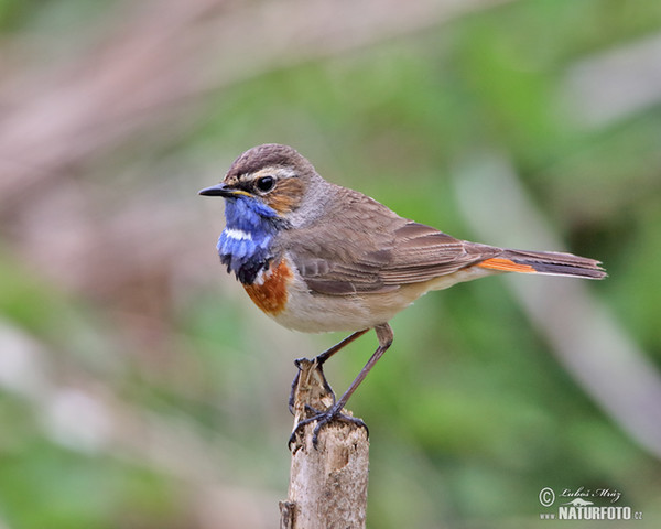 Bluethroat (Luscinia svecica)