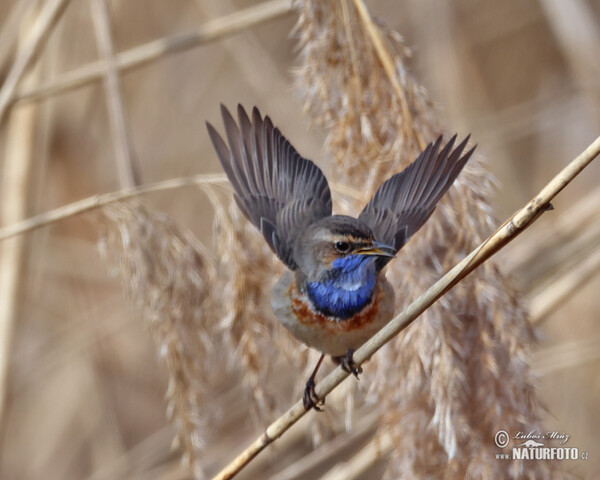Bluethroat (Luscinia svecica)