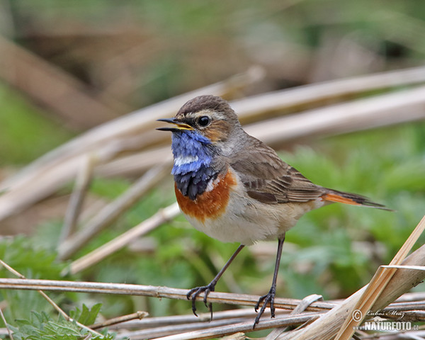 Bluethroat (Luscinia svecica)