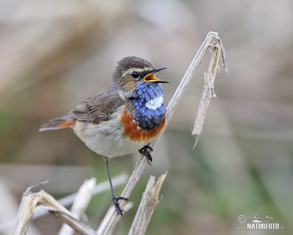 Bluethroat (Luscinia svecica)