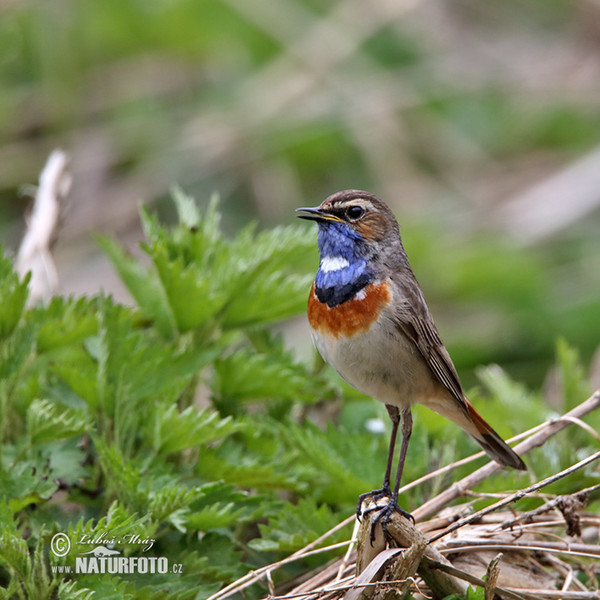 Bluethroat (Luscinia svecica)