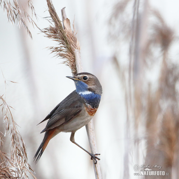 Bluethroat (Luscinia svecica)