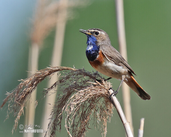 Bluethroat (Luscinia svecica)