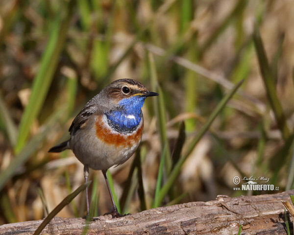 Bluethroat (Luscinia svecica)